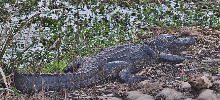 alligator